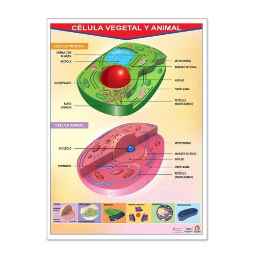 Póster Célula Vegetal Y Animal