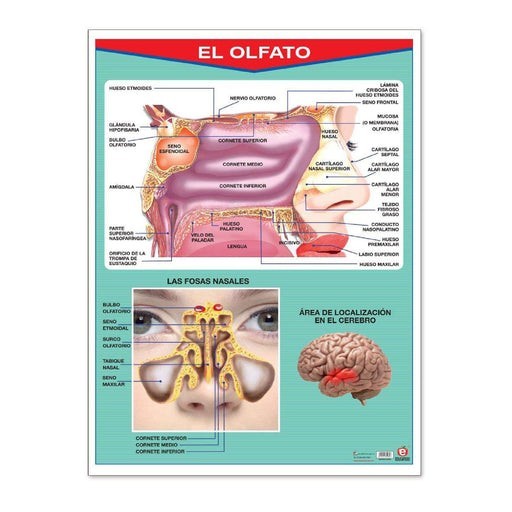 Póster El Olfato