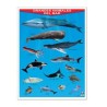 Póster Grandes Animales del Mar