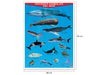 Póster Grandes Animales del Mar
