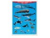 Póster Grandes Animales del Mar