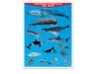 Póster Grandes Animales del Mar