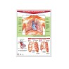 Póster Sistema Respiratorio
