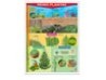 Póster Reino Plantae
