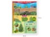 Póster Reino Plantae