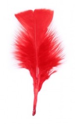 PLUMA PAVO C/5GRS