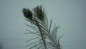 PLUMA PAVORREAL 25-30 CM