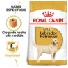 Royal Canin Perro Adulto Labrador Retriever 13.6kg