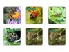 Memopares de Insectos