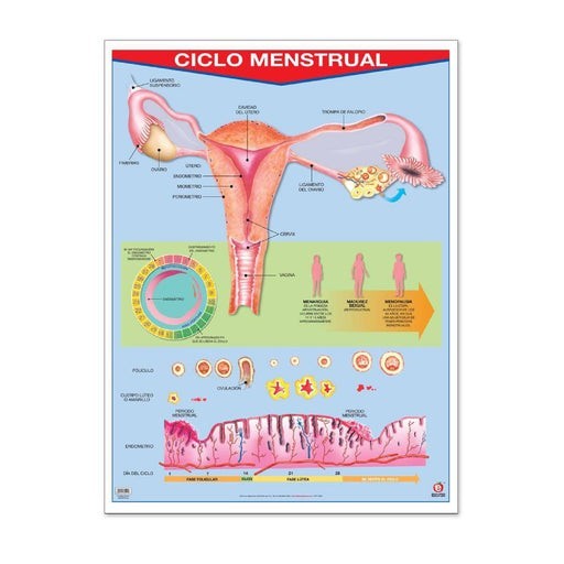 Póster Ciclo Menstrual