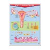 Póster Ciclo Menstrual