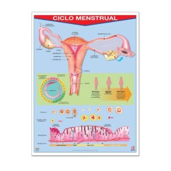 Póster Ciclo Menstrual