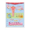 Póster Ciclo Menstrual