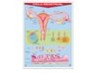Póster Ciclo Menstrual