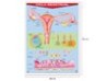 Póster Ciclo Menstrual