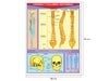 Póster Cráneo Y Columna Vertebral