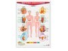 Póster Sistema Endocrino