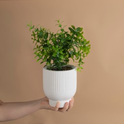 Decoración Maceta Ruscus