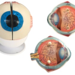 Maqueta Ojo Humano