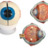 Maqueta Ojo Humano