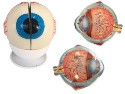 Maqueta Ojo Humano