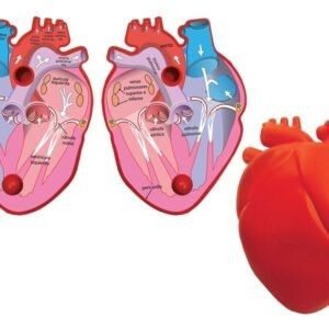 CORAZON HUMANO