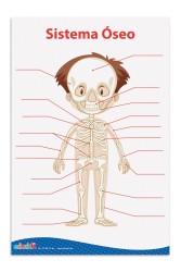 LAMINA DIDACTICA SISTEMA OSEO