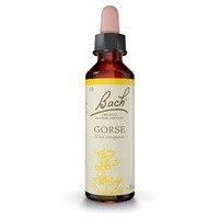 Flores de Bach Gorse